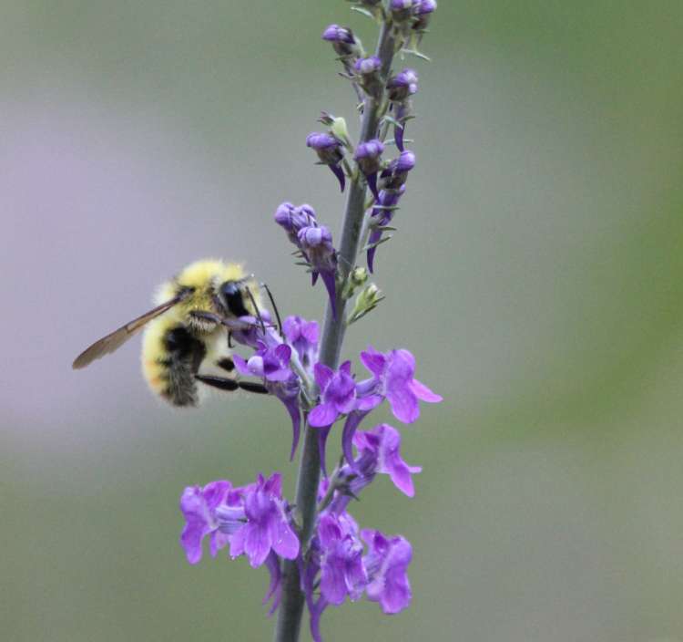 Bumble Bee Collecting Pollen